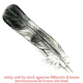 feather, drawing, sketch, stock, image, art,